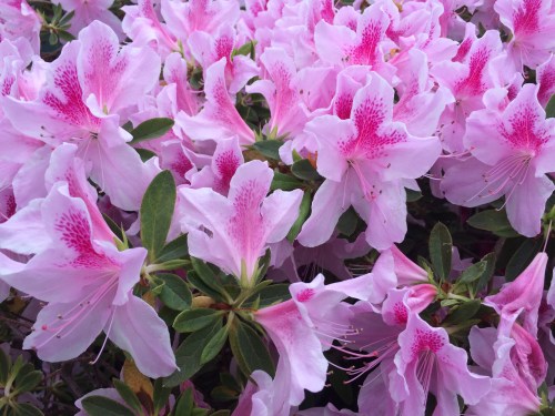 84F4F8CC-F995-4F24-9CA3-B8D98F603A83